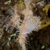 pipefish_ghost_ornate_tr_si_v_0067_kom0419.jpg